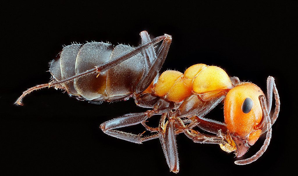 Ant Control service in Queen Creek, AZ