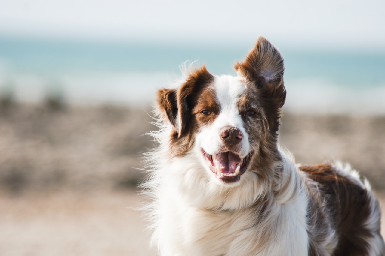 Flea & Tick Control service in Queen Creek, AZ