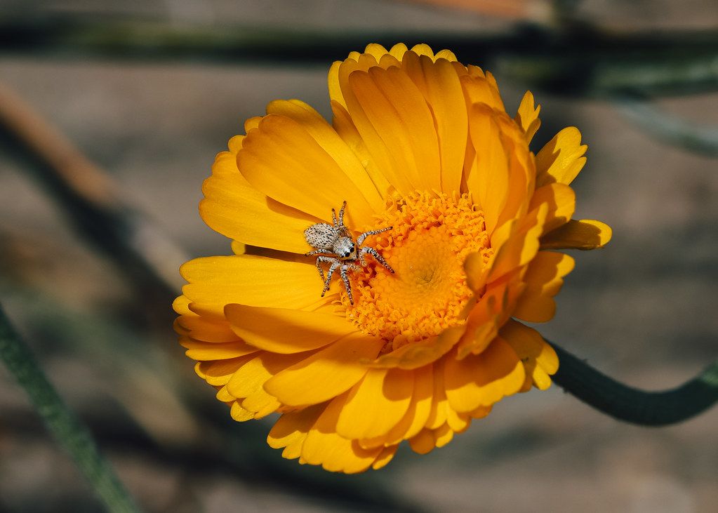 Spider Control service in Queen Creek, AZ